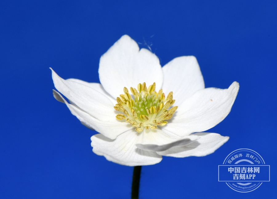 长毛银莲花花（9瓣，侧）.jpg