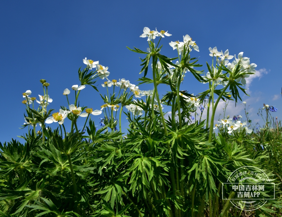 长毛银莲花植株.jpg