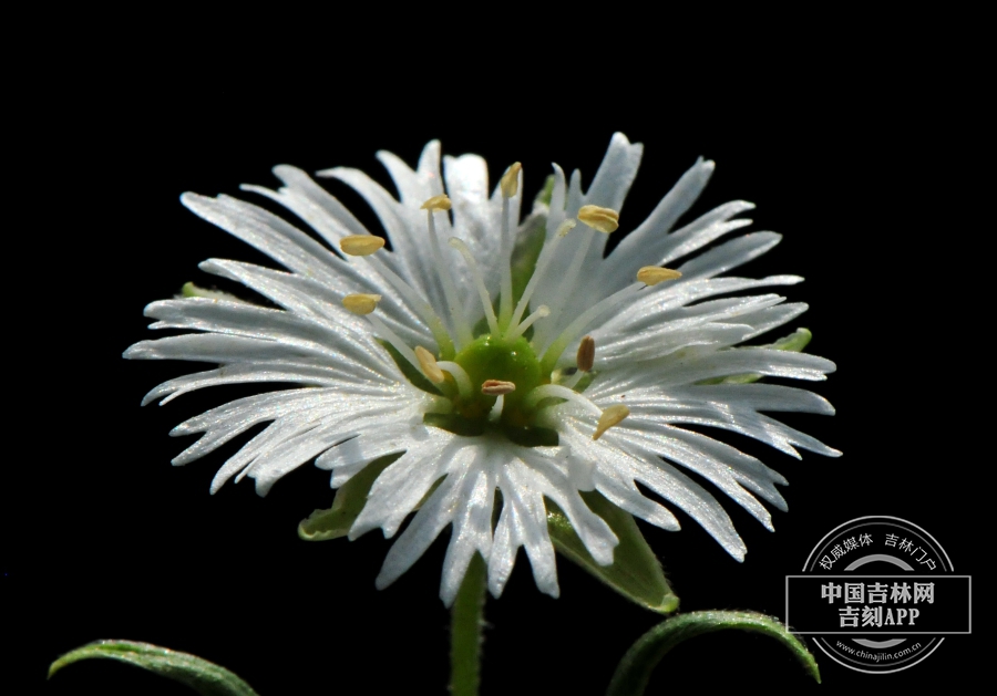 繸瓣繁缕花（单花）.jpg
