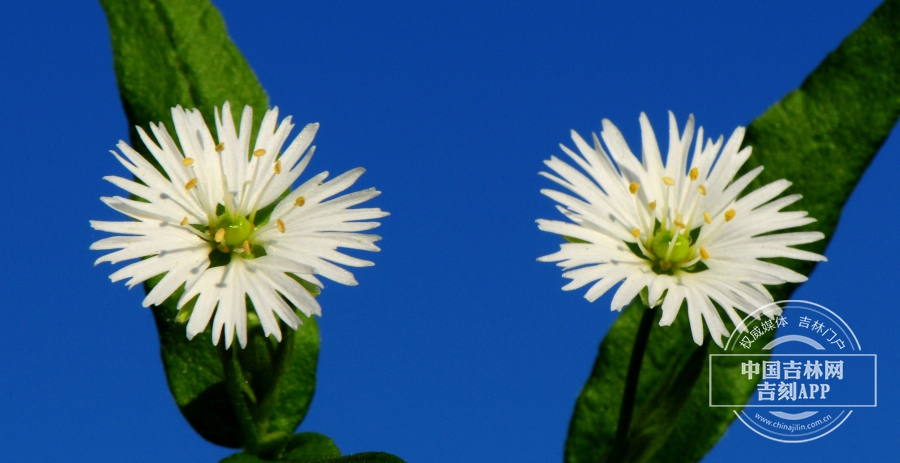 繸瓣繁缕花（双花）.jpg