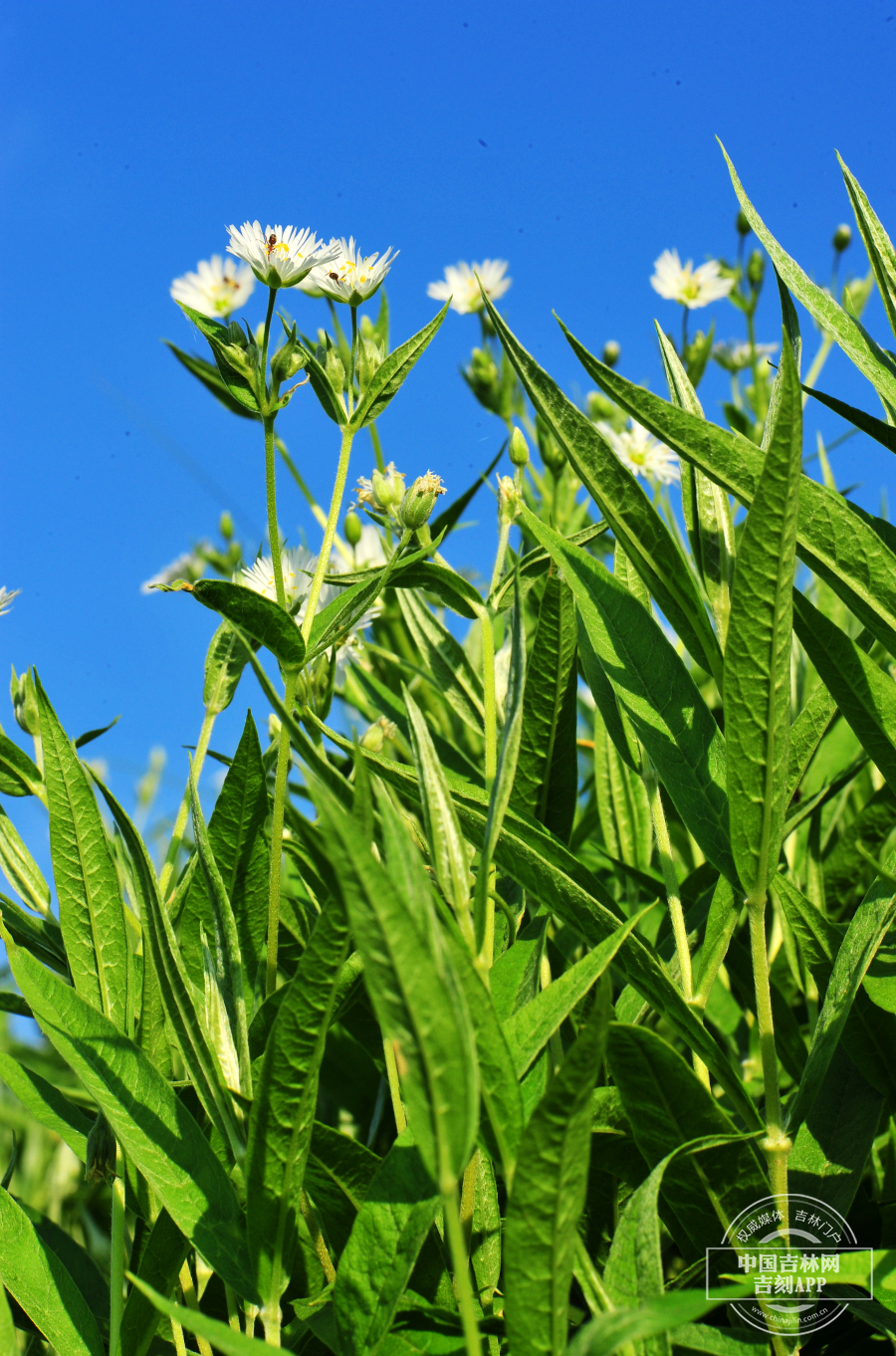 繸瓣繁缕植株.JPG