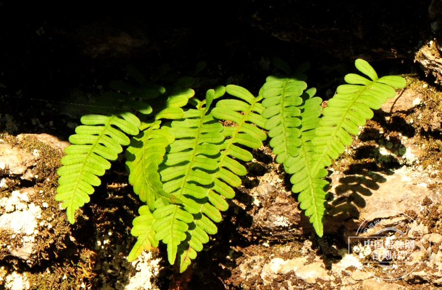 东北多足蕨植株.jpg