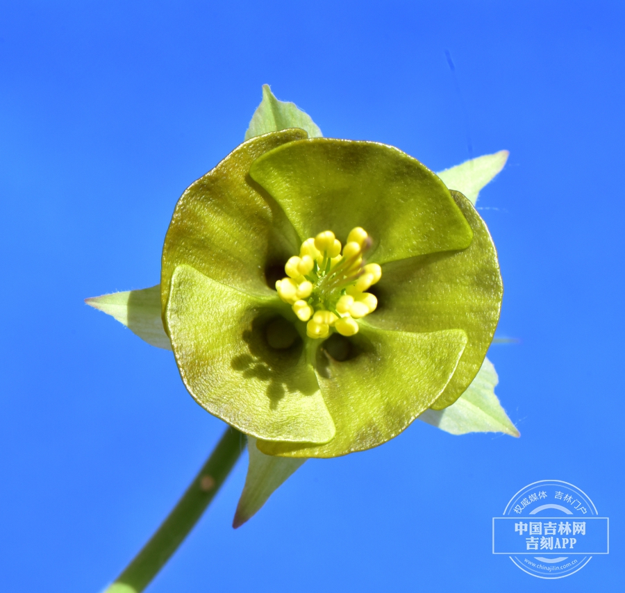 耧斗菜花（淡黄色）.JPG