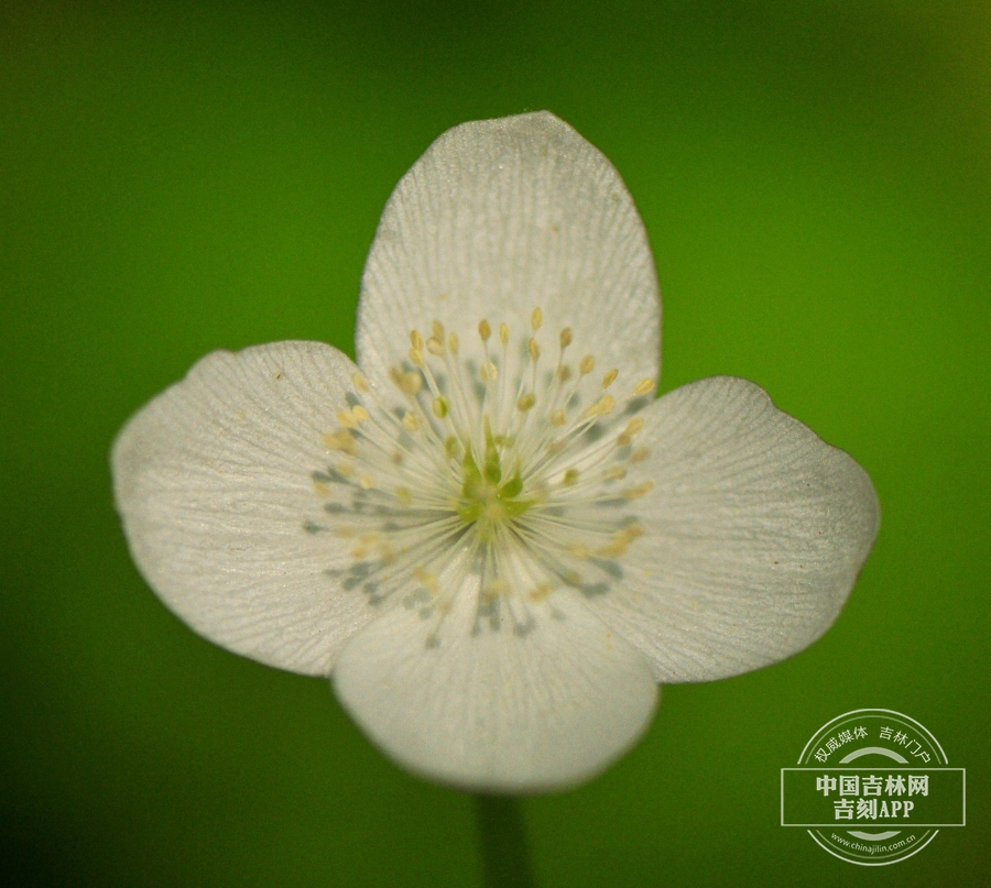 大叶银莲花花（四瓣）.jpg