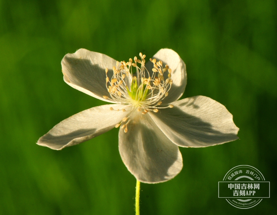 乌德银莲花花（5瓣）.jpg