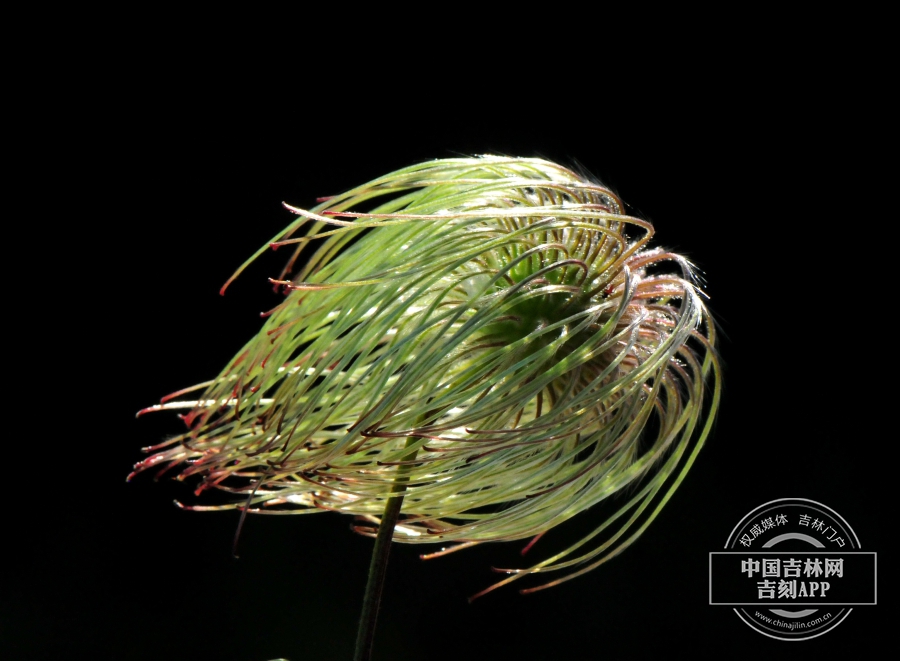 齿叶铁线莲果实(前期).jpg 齿叶铁线莲果实(前期).jpg