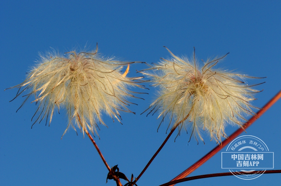 齿叶铁线莲果实(中期).jpg 齿叶铁线莲果实(中期).jpg