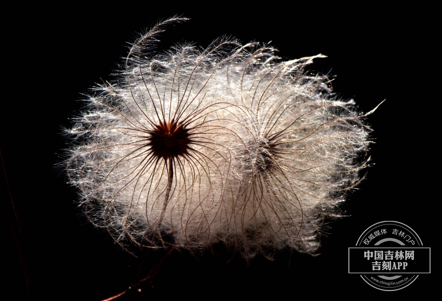 齿叶铁线莲果实(后期).jpg 齿叶铁线莲果实(后期).jpg