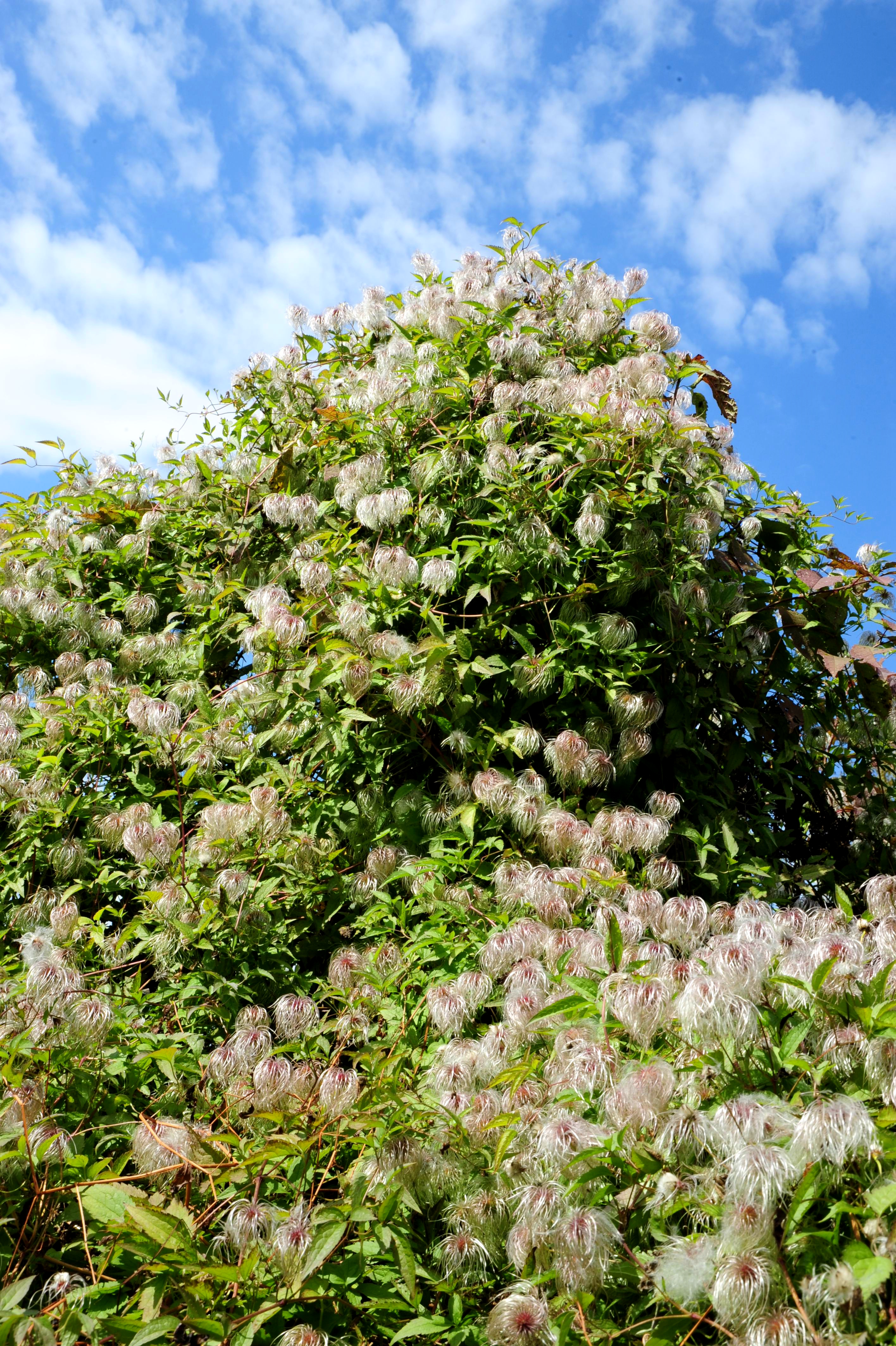 齿叶铁线莲植株(果期,前期).jpg 齿叶铁线莲植株(果期,前期).jpg