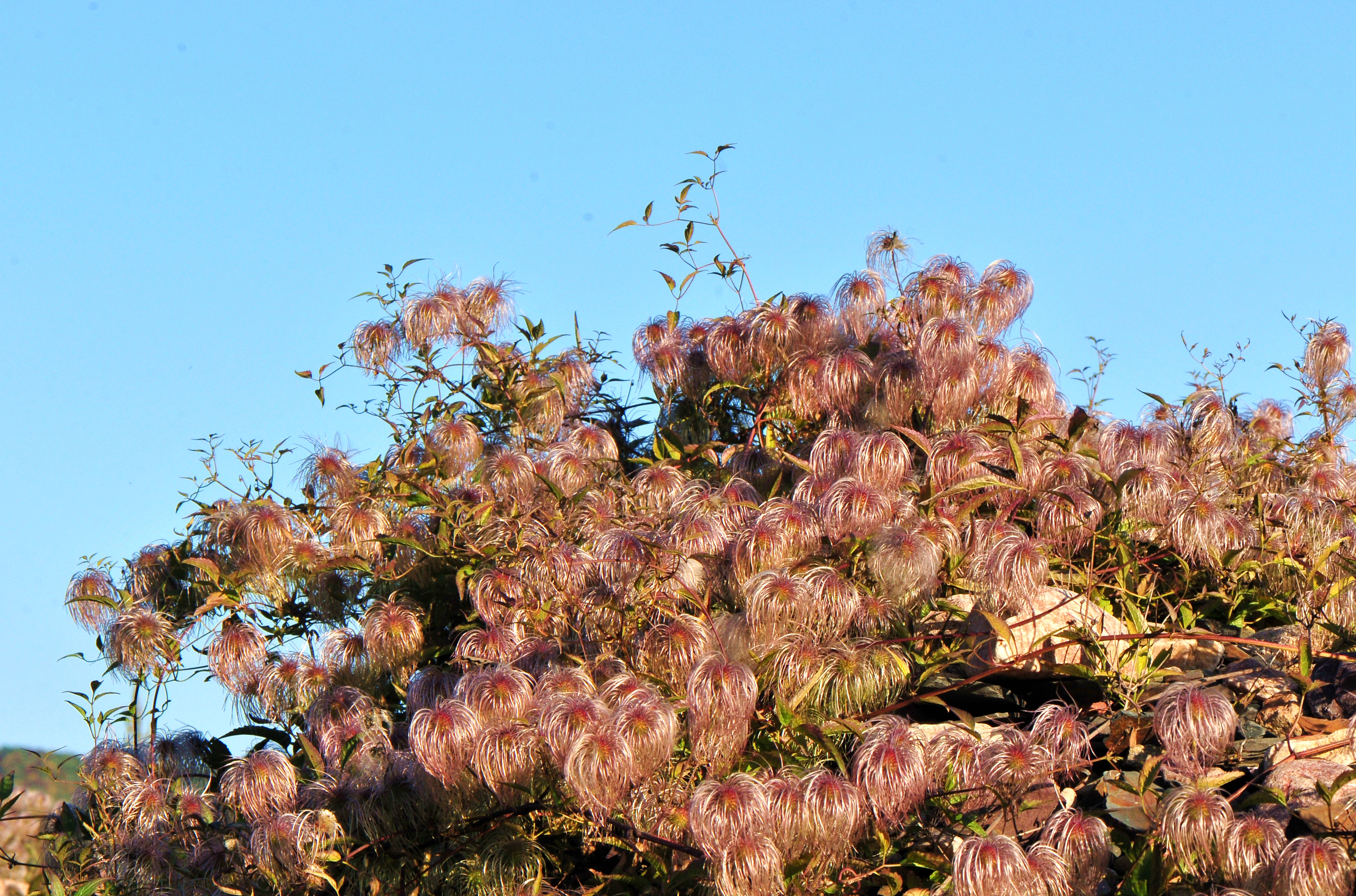 齿叶铁线莲植株(果期,中期).jpg 齿叶铁线莲植株(果期,中期).jpg