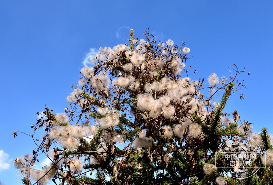 齿叶铁线莲植株(果期,后期).jpg 齿叶铁线莲植株(果期,后期).jpg