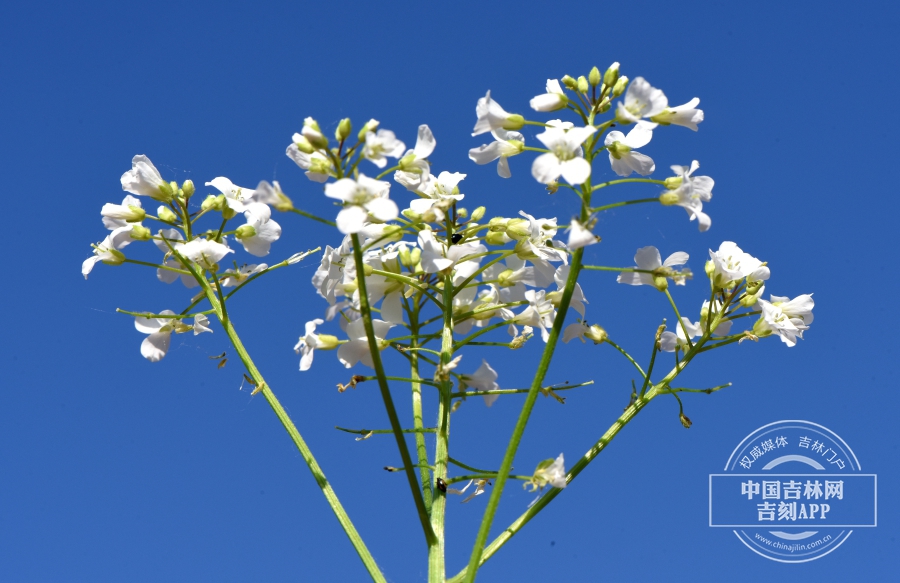 白花碎米荠花序（后期）.JPG