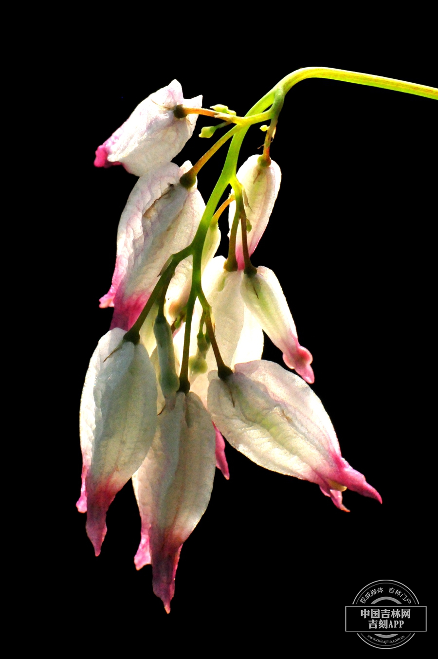 荷包藤花序.jpg