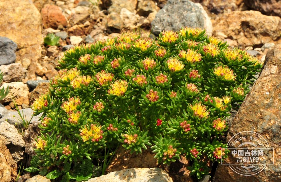 长白红景天植株（花期）.jpg