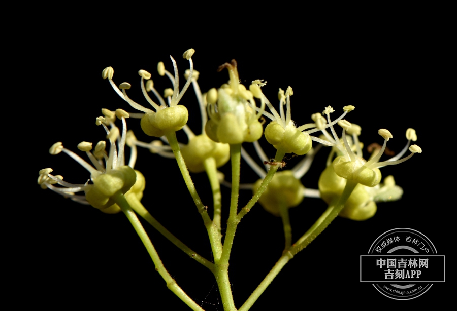 茶条槭花（侧）.jpg