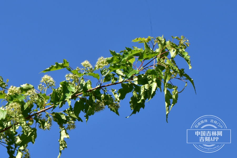 茶条槭枝条（花期）.JPG