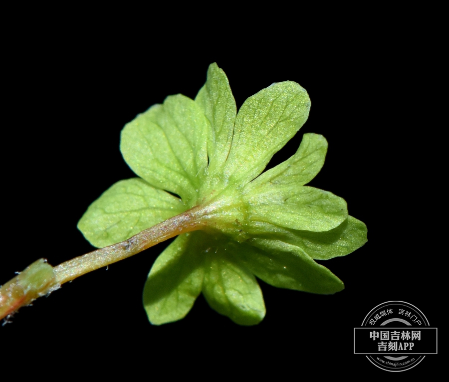 小楷槭花（两性花，背）.jpg