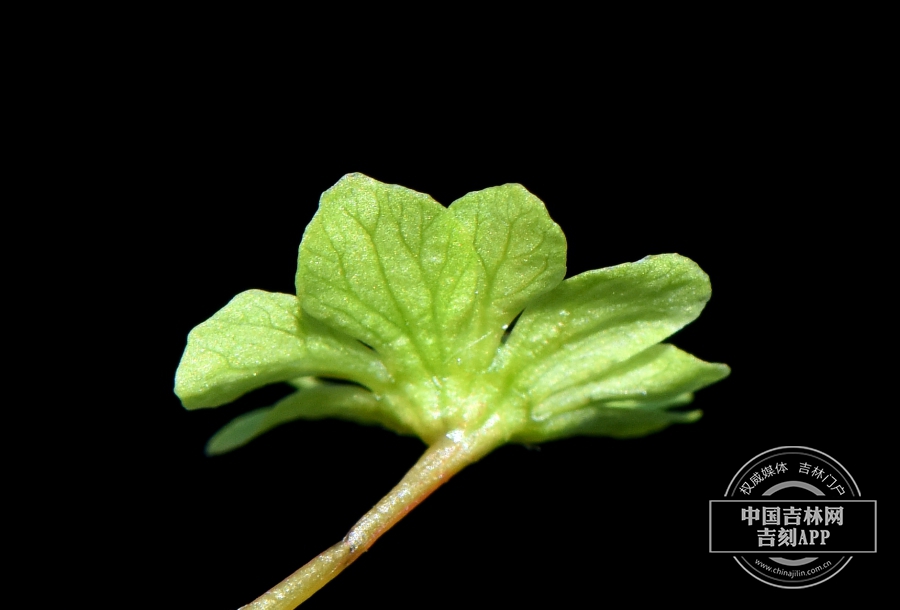 小楷槭花（两性花，侧）).jpg