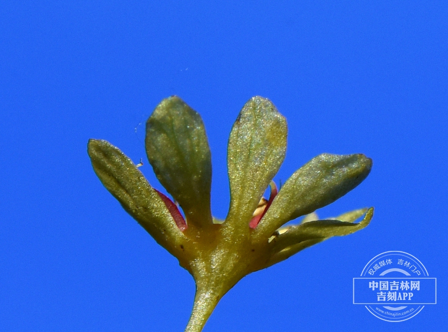 小楷槭花（雄性，侧）.jpg