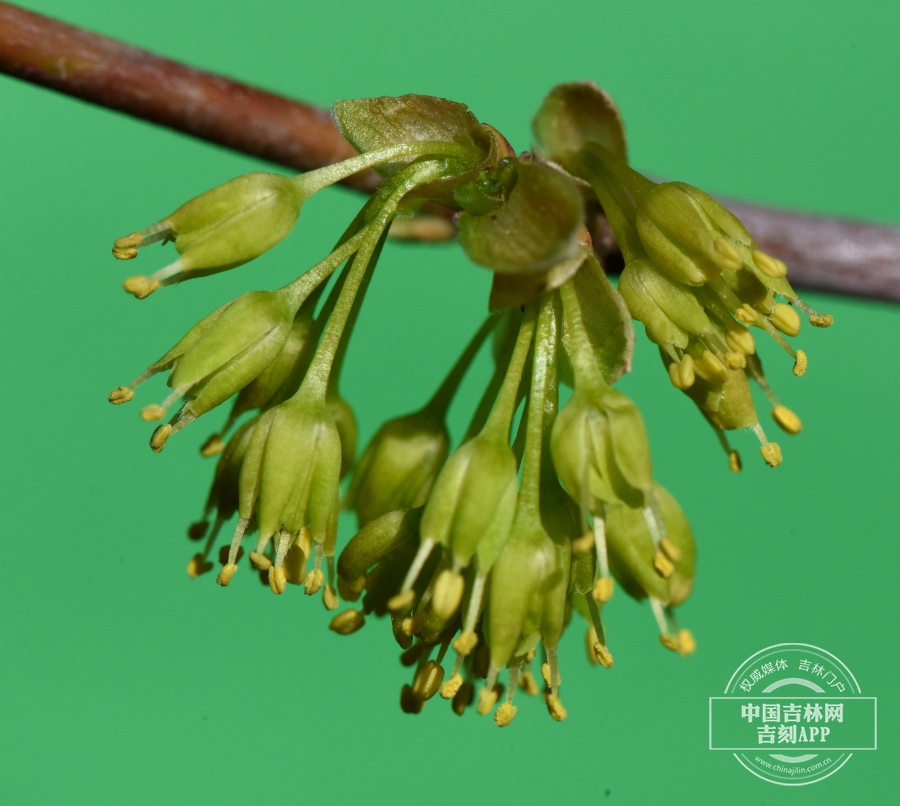 髭脉槭花序（侧）.jpg