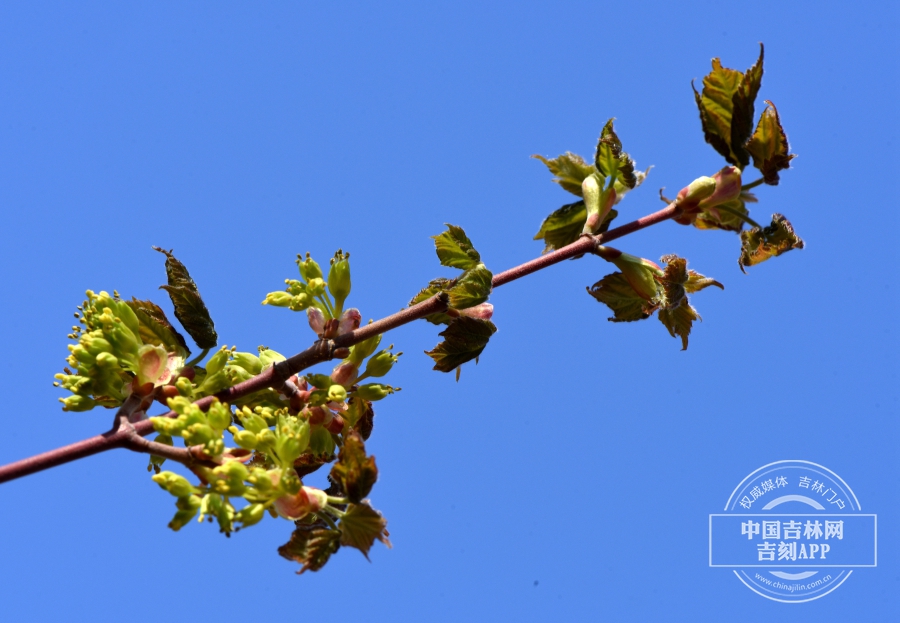 髭脉槭枝条（花期，前期）.jpg