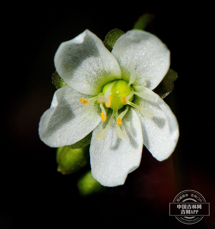 线叶茅膏菜花.jpg