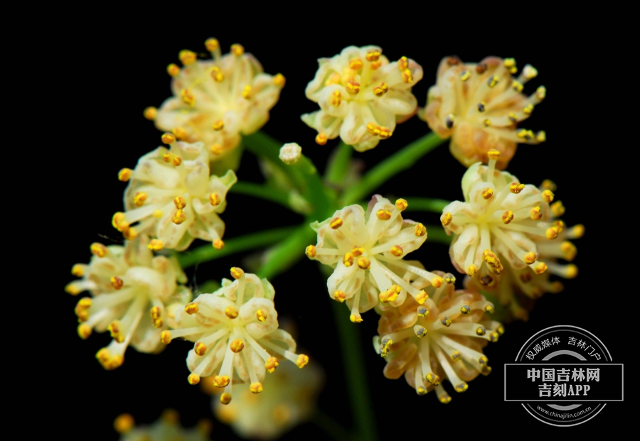 蝙蝠葛雄花序（淡黄色）.JPG