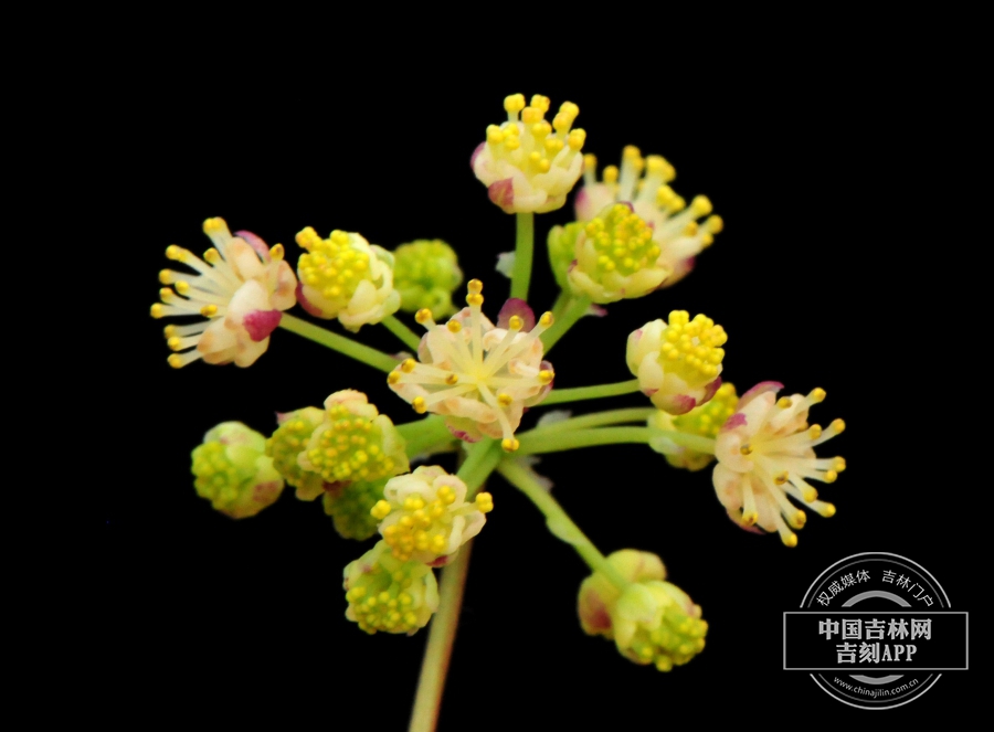 蝙蝠葛雄花序（淡绿色）.jpg