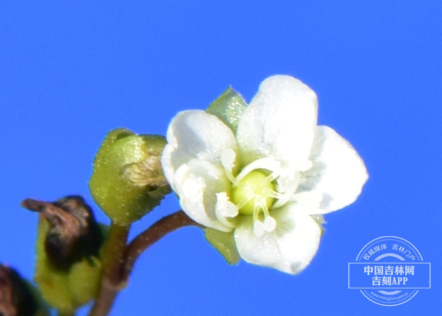 圆叶茅膏菜花.JPG