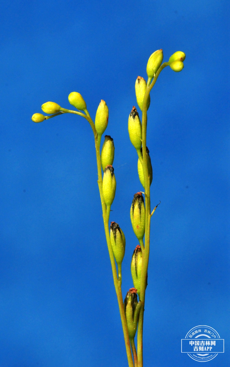 圆叶茅膏菜果实.jpg