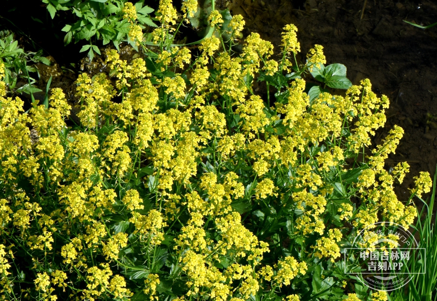 山芥植株.JPG