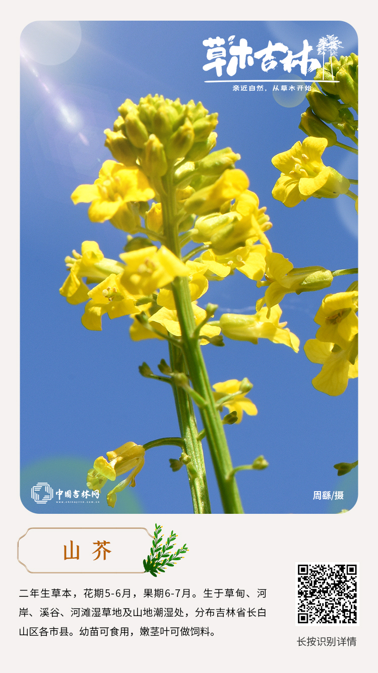 山芥.jpg