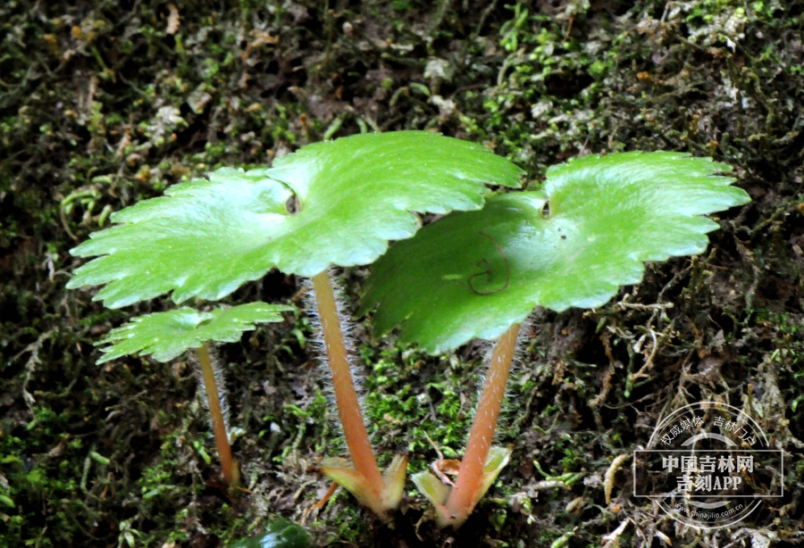 镜叶虎耳草幼株（侧）.jpg