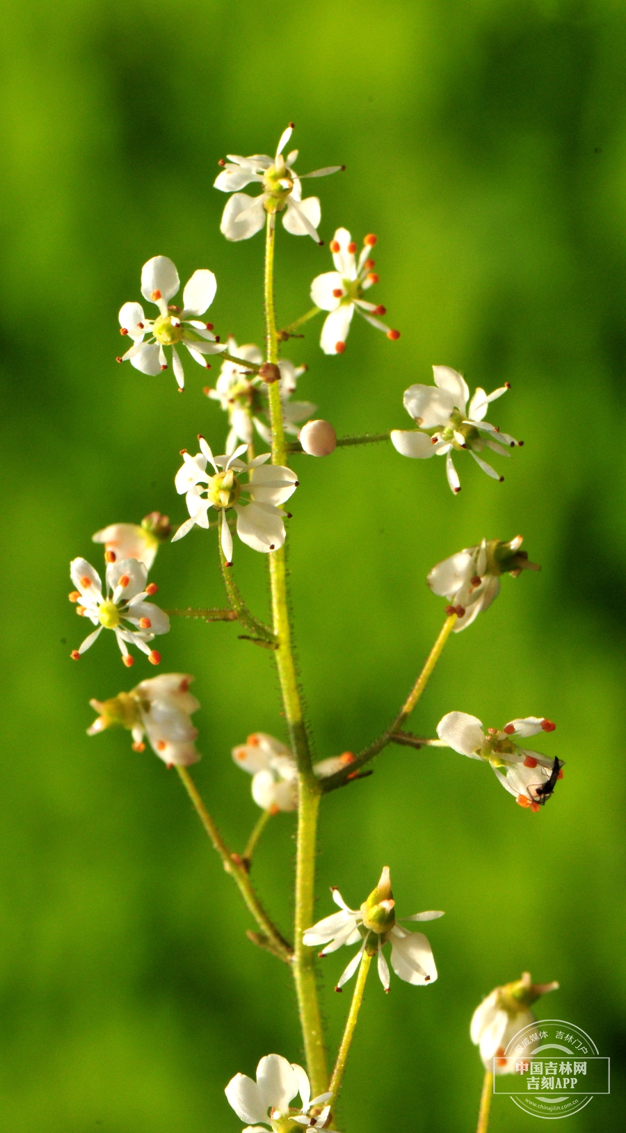 斑点虎耳草花序.jpg