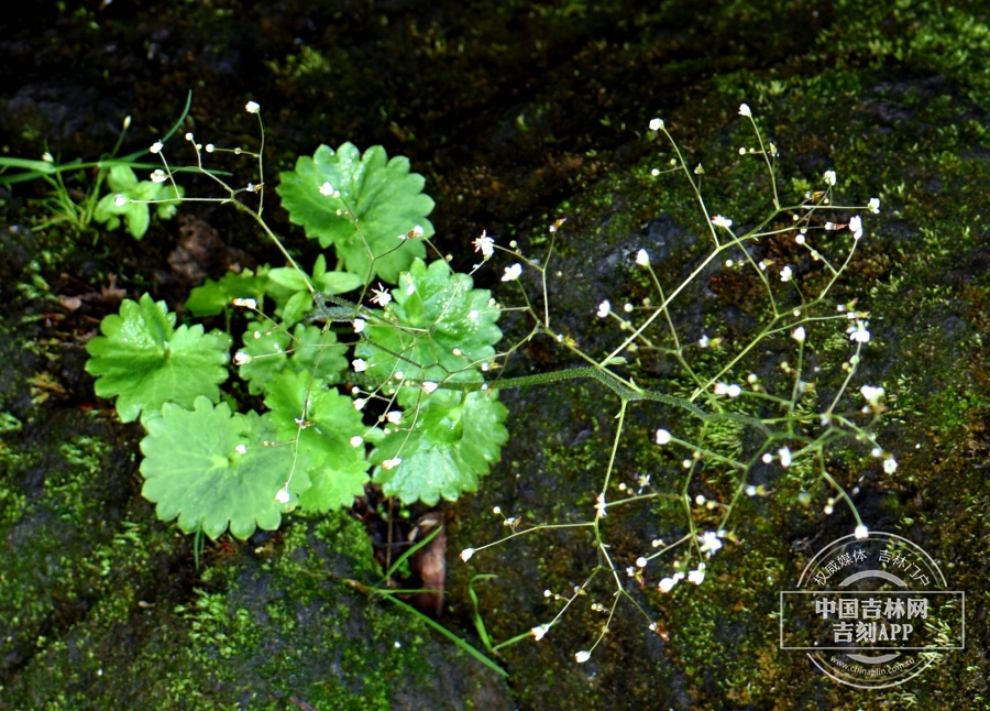 斑点虎耳草植株.jpg