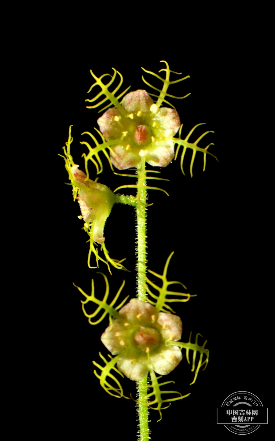 唢呐草花（正面及侧面）.jpg