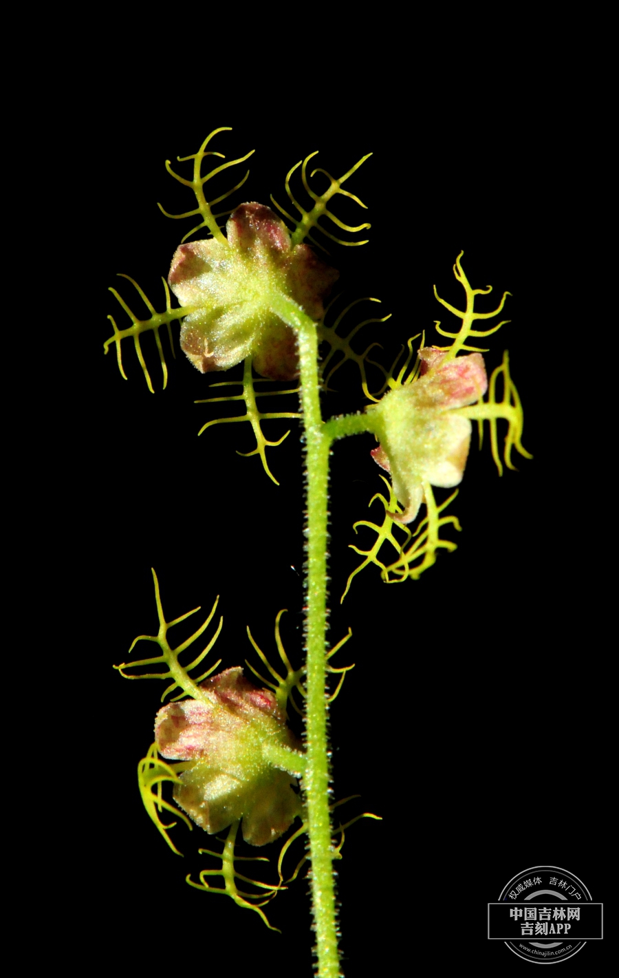 唢呐草花（背）.jpg