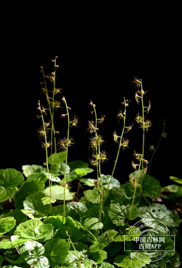 唢呐草植株.jpg