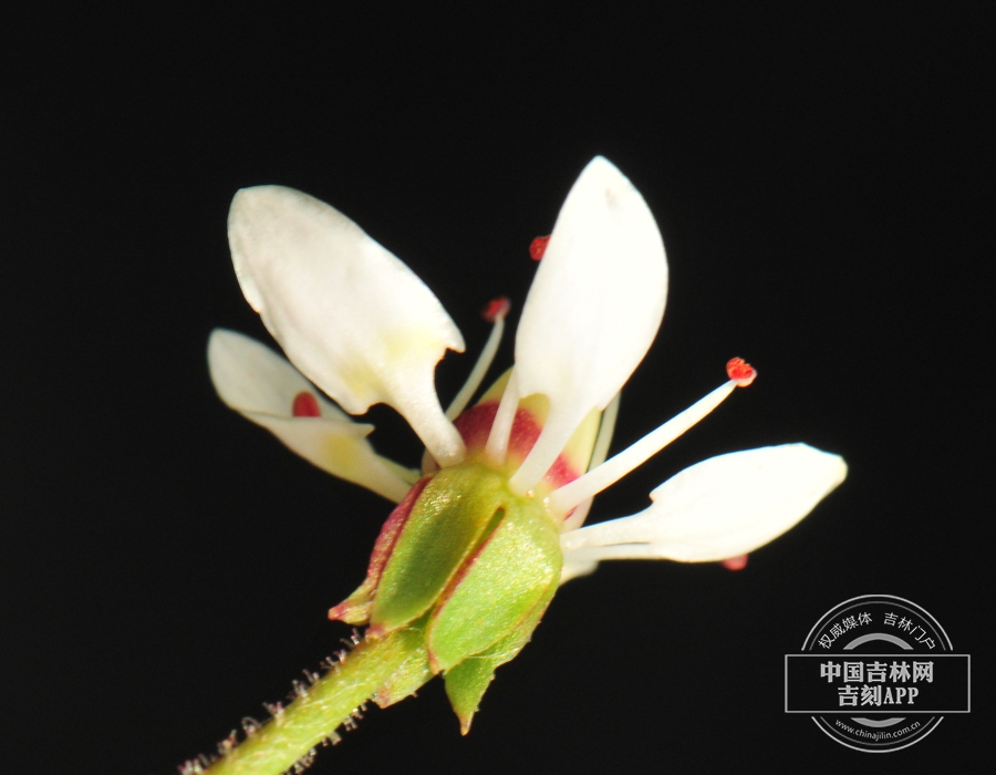 长白虎耳草花（背）.jpg