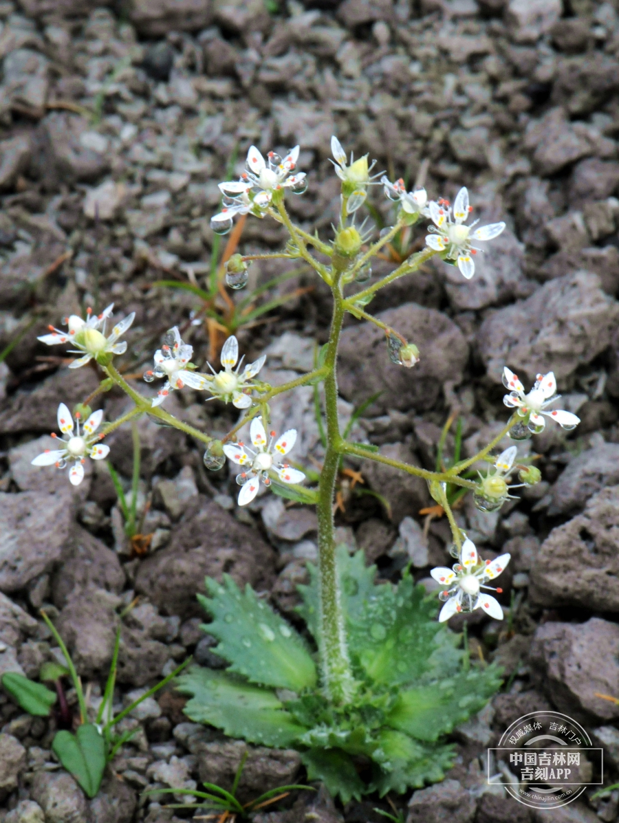 长白虎耳草植株（花白色）.jpg