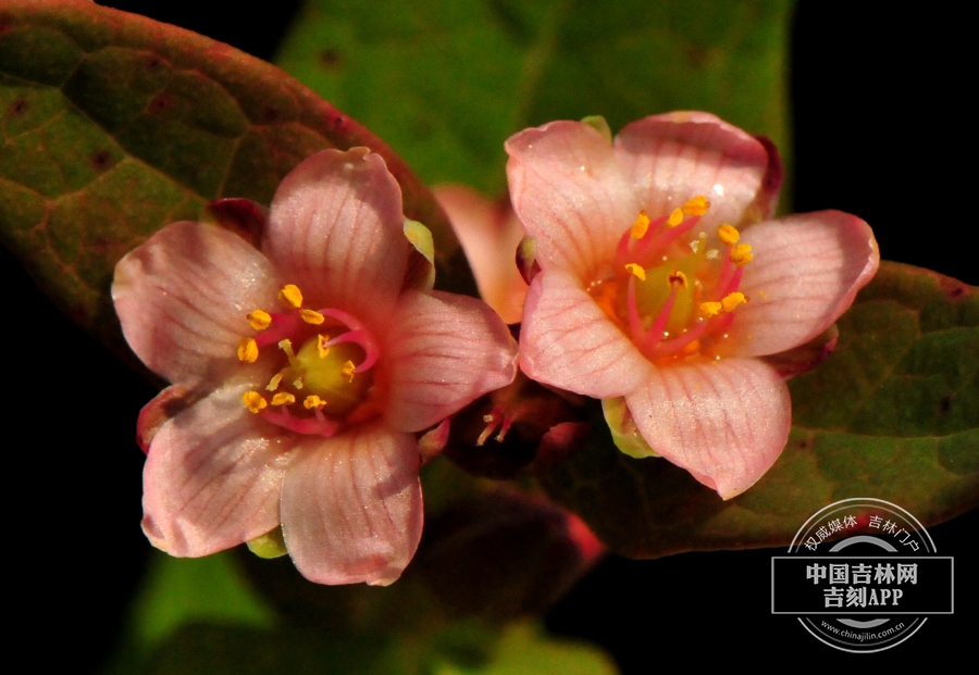 红花金丝桃花（双花）.jpg