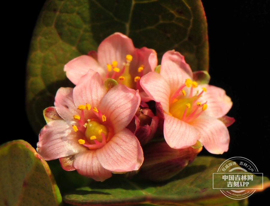 红花金丝桃花（三花）.jpg