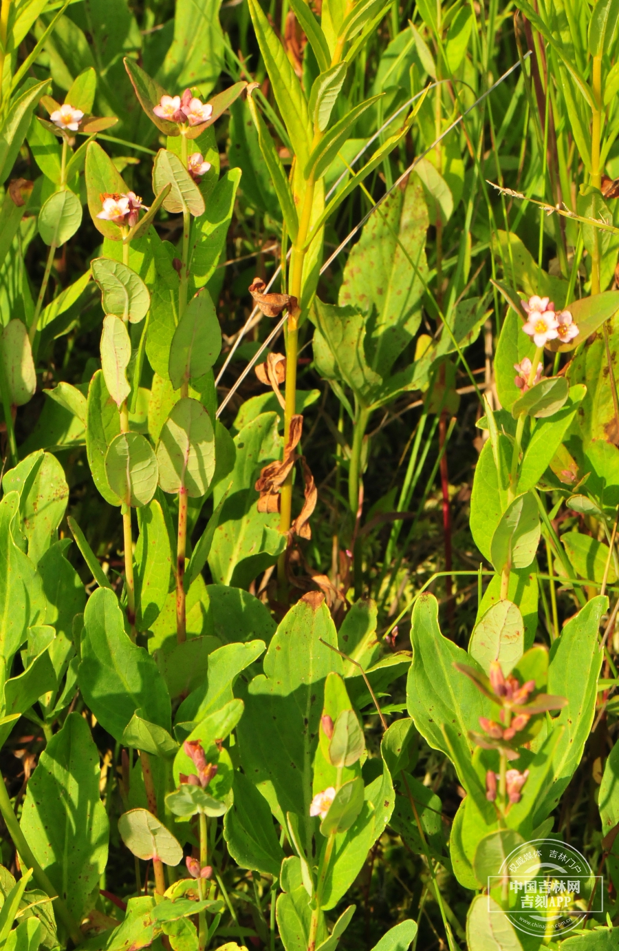 红花金丝桃植株.jpg