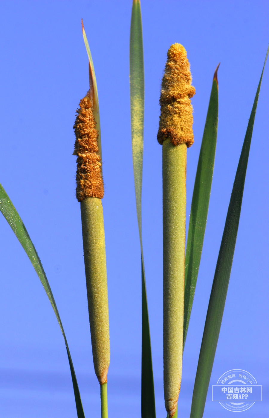 宽叶香蒲花序.JPG