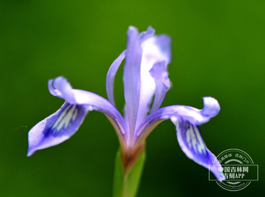 紫苞鸢尾花 （淡蓝色）.jpg