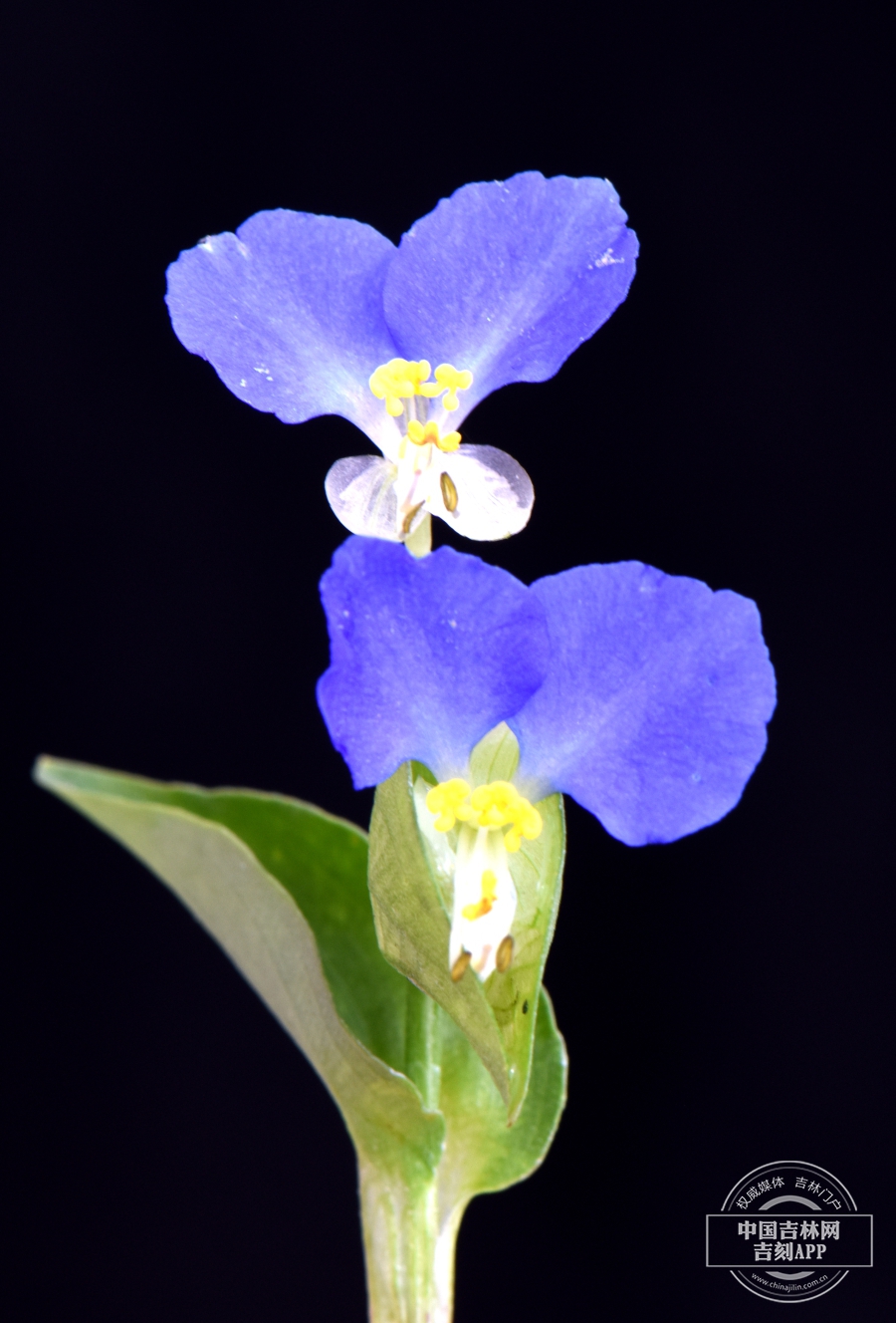 鸭跖草花（双花）.jpg