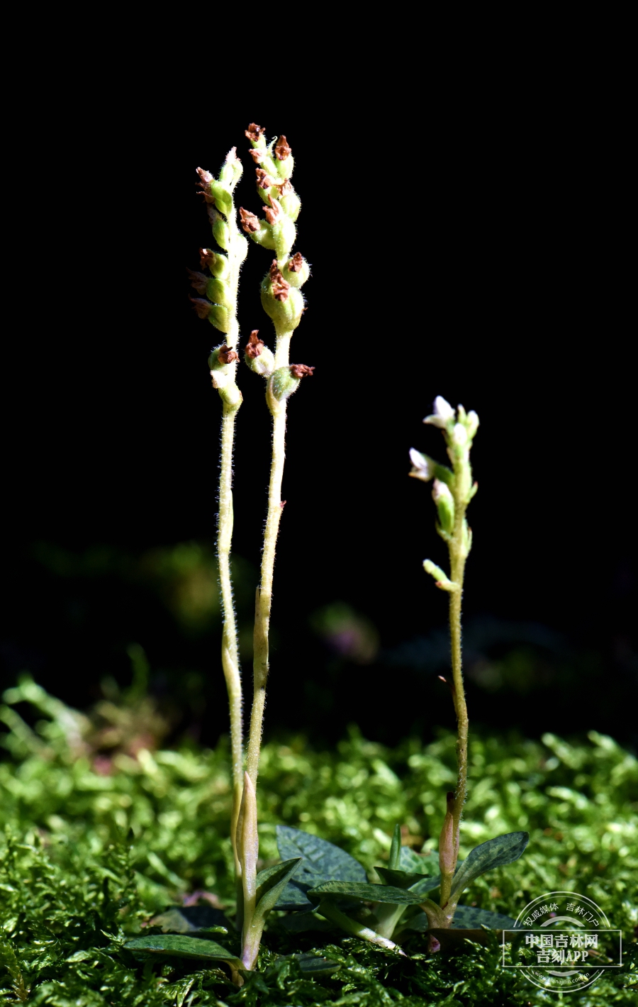 小斑叶兰植株（果期）.jpg