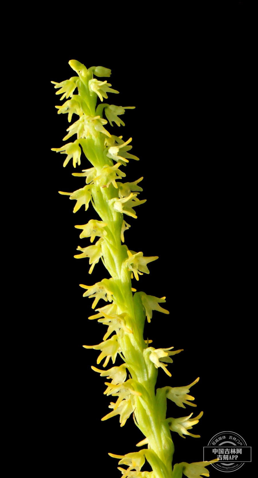 角盘兰花序（黄绿色）.jpg