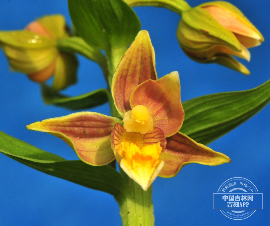 北火烧兰花.jpg 北火烧兰花.jpg