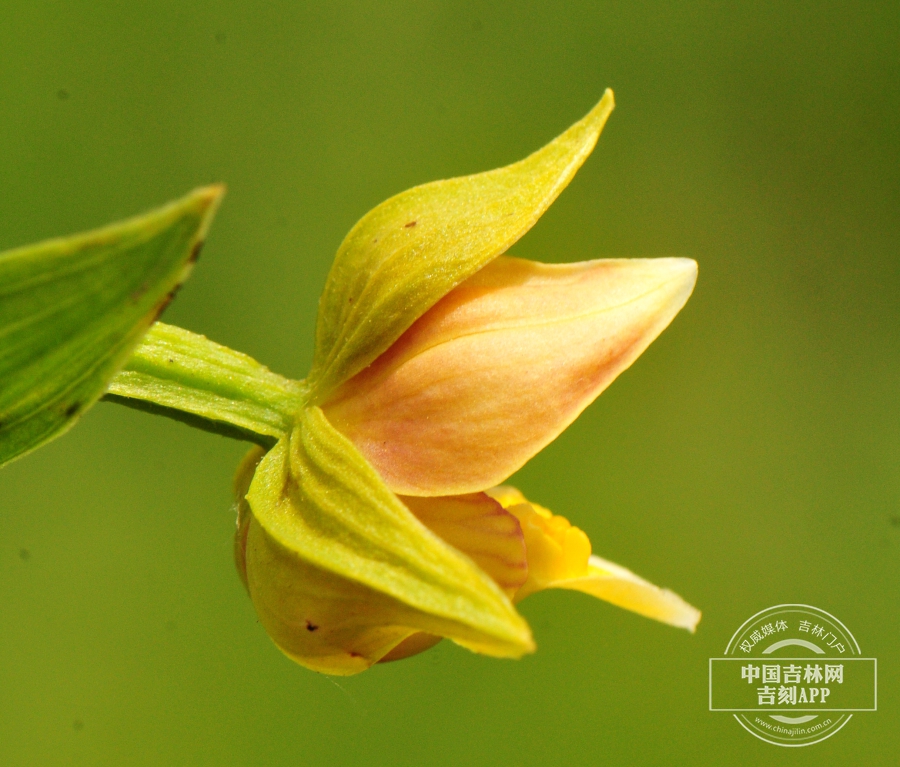 北火烧兰花 (36).jpg 北火烧兰花 (36).jpg